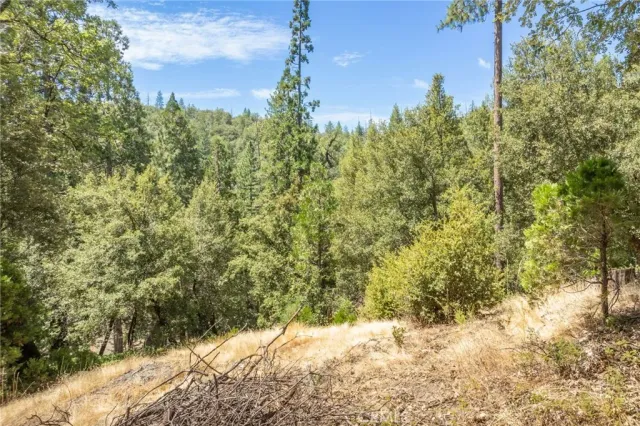 a view of a tree in a yard