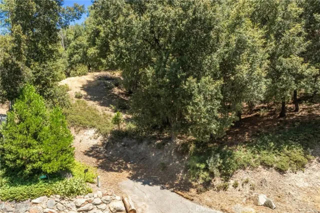 a close up of a tree