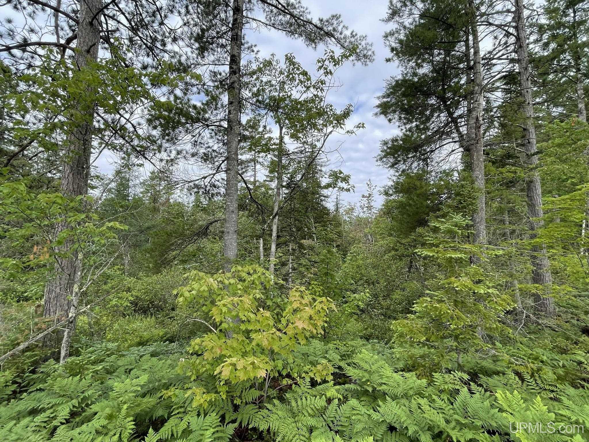 Tbd Tbd Hay Meadow Road Manistique, MI 49854 - Photo 8 of 51