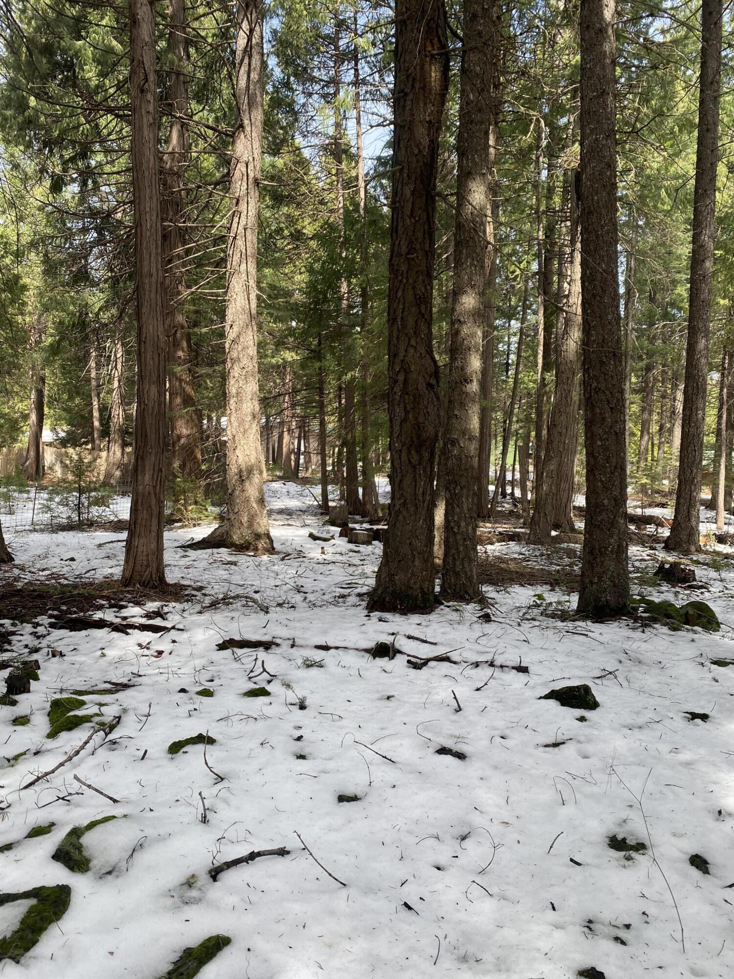 Meteorite Way Shingletown, CA 96088 - Photo 3 of 3 IMG-2748