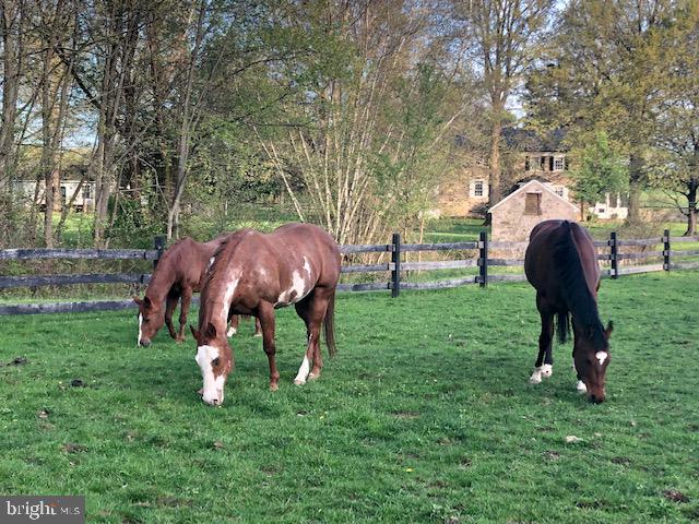 3703 Church School Road Doylestown, PA 18902 - Photo 42 of 48 Horses in pasture