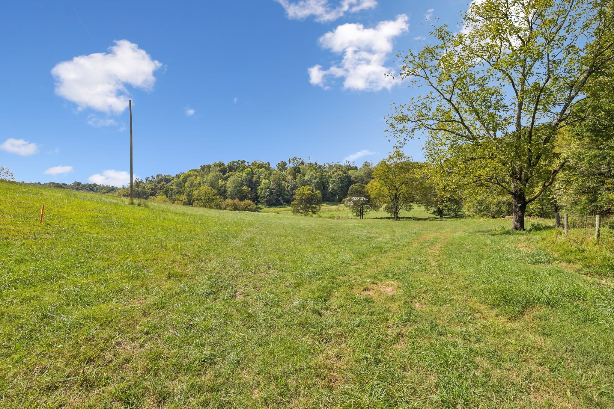 6 Young Road Pulaski, TN 38478 - Photo 11 of 15 a view of a yard with a tree
