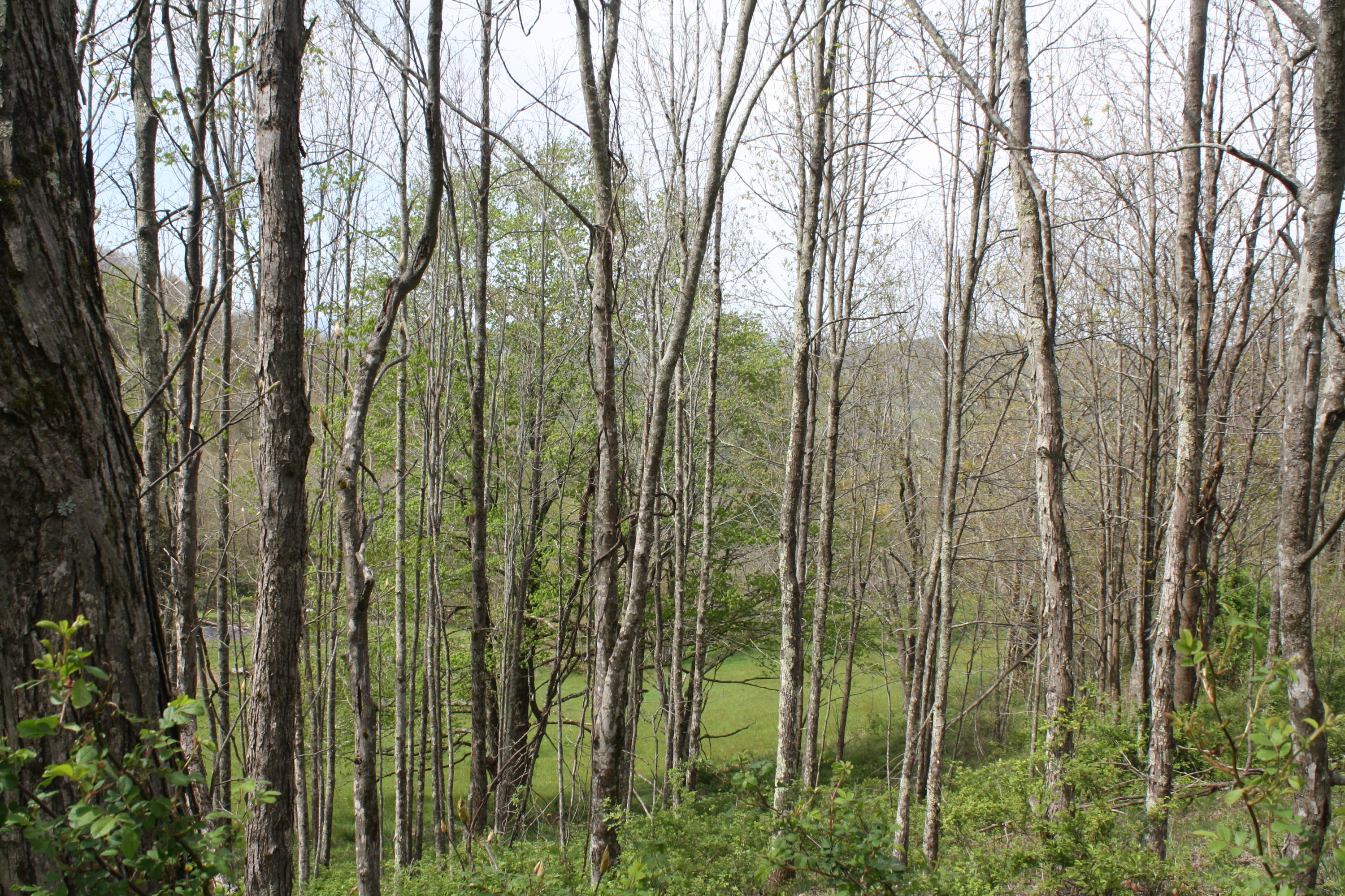 1161 Plumley Mountain Road Sandstone, WV 25985 - Photo 131 of 138 Gallery Image 131