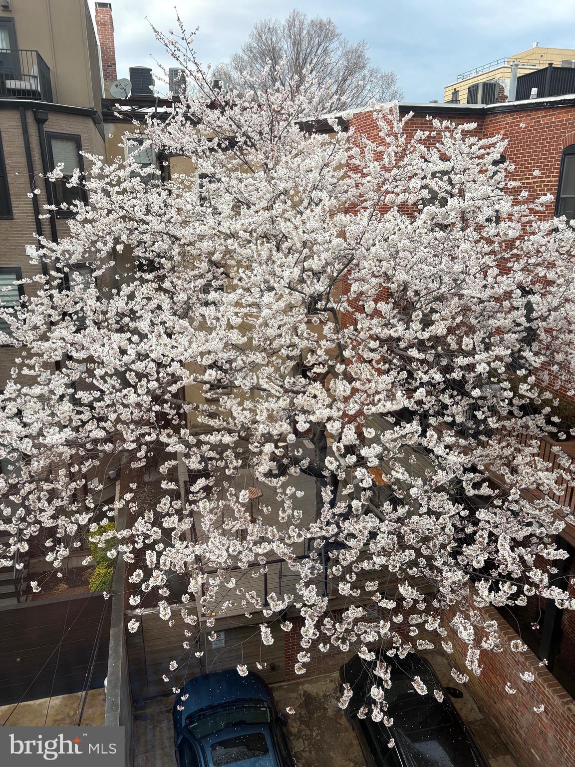 1420 Q Street Northwest Washington, DC 20009 - Photo 67 of 86 Gorgeous Yoshino cherry is neighborhood favorite