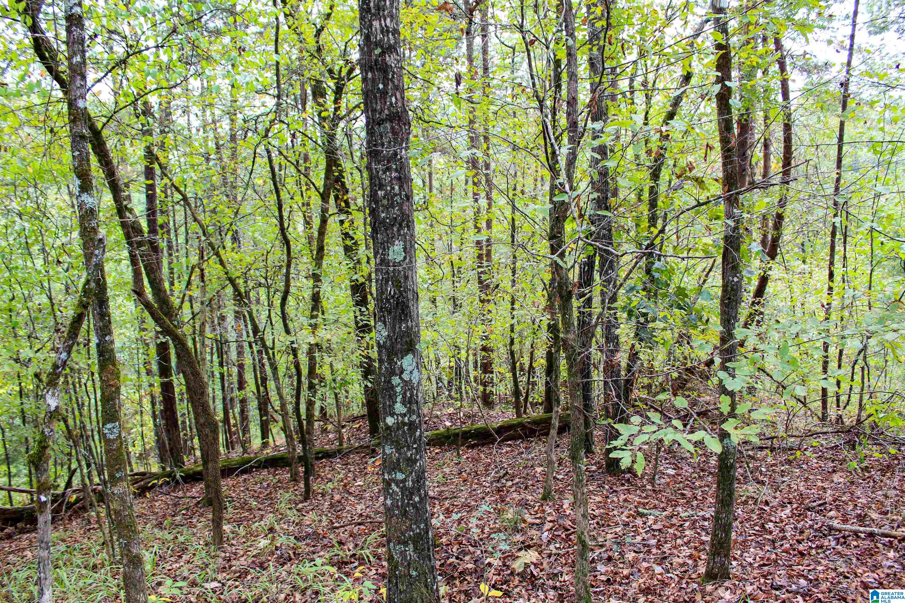 1 Highway 18, Unit 1 Oakman, AL 35579 - Photo 39 of 46
