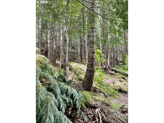 a view of a bunch of trees