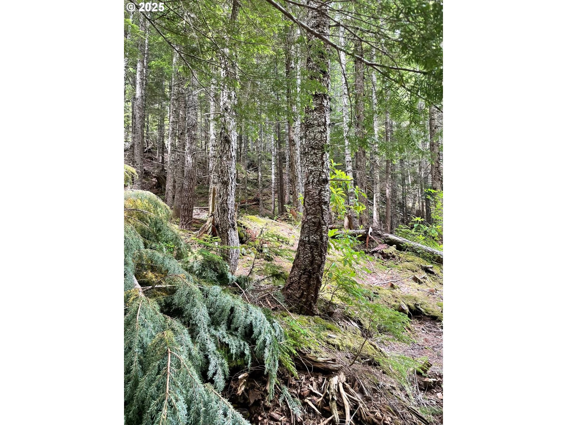 Champion Creek Road Dorena, OR 97434 - Photo 13 of 27