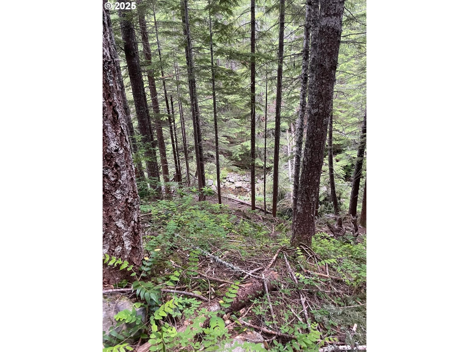 Champion Creek Road Dorena, OR 97434 - Photo 14 of 27