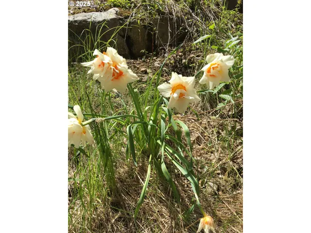 a closeup of a plant in a pot