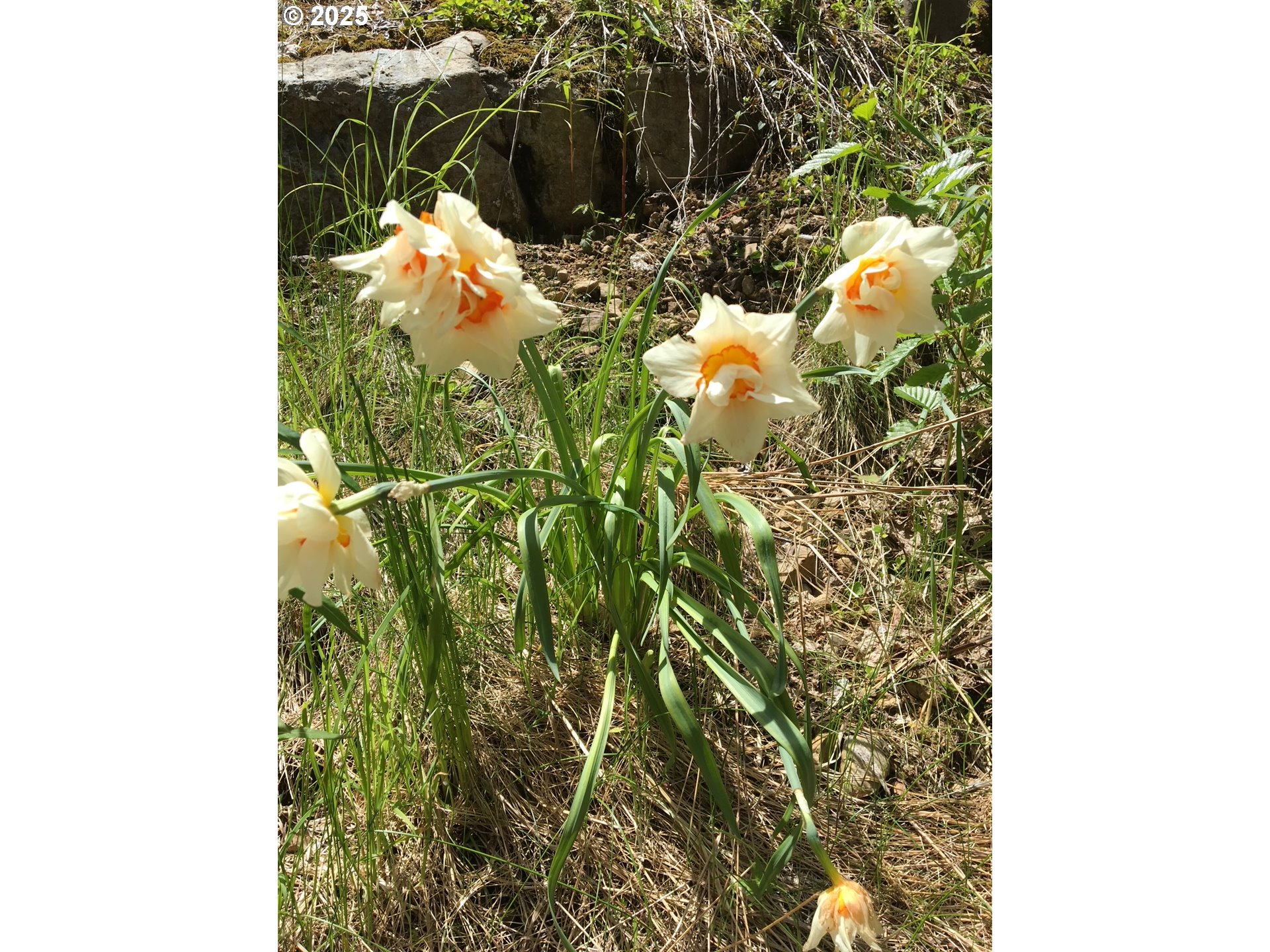 Champion Creek Road Dorena, OR 97434 - Photo 7 of 27