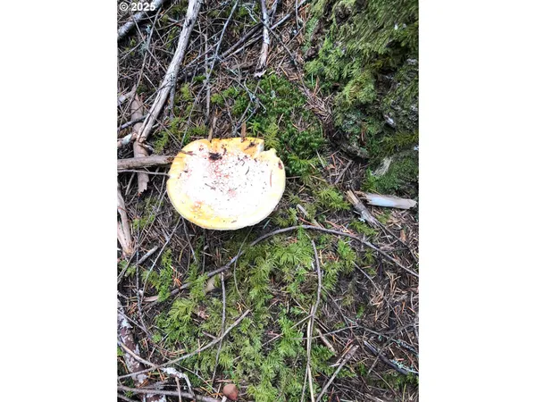 $330,000 | Champion Creek Road, Dorena, OR 97434