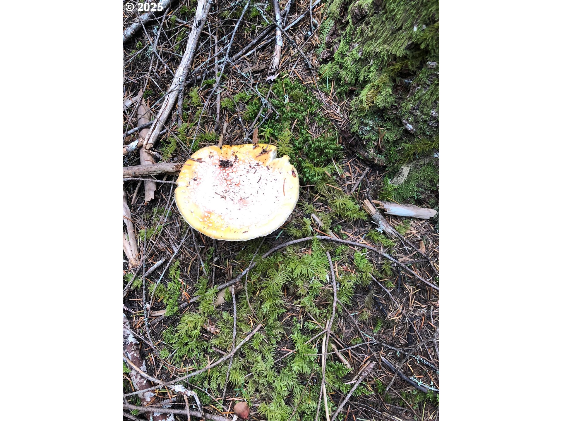 Champion Creek Road Dorena, OR 97434 - Photo 8 of 27