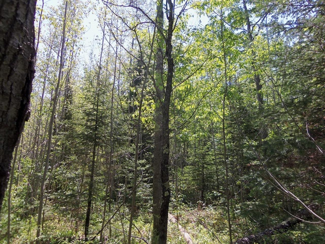 Lot 2 Beaver Lodge Road Mercer, WI 54547 - Photo 7 of 8 Gallery Image 7