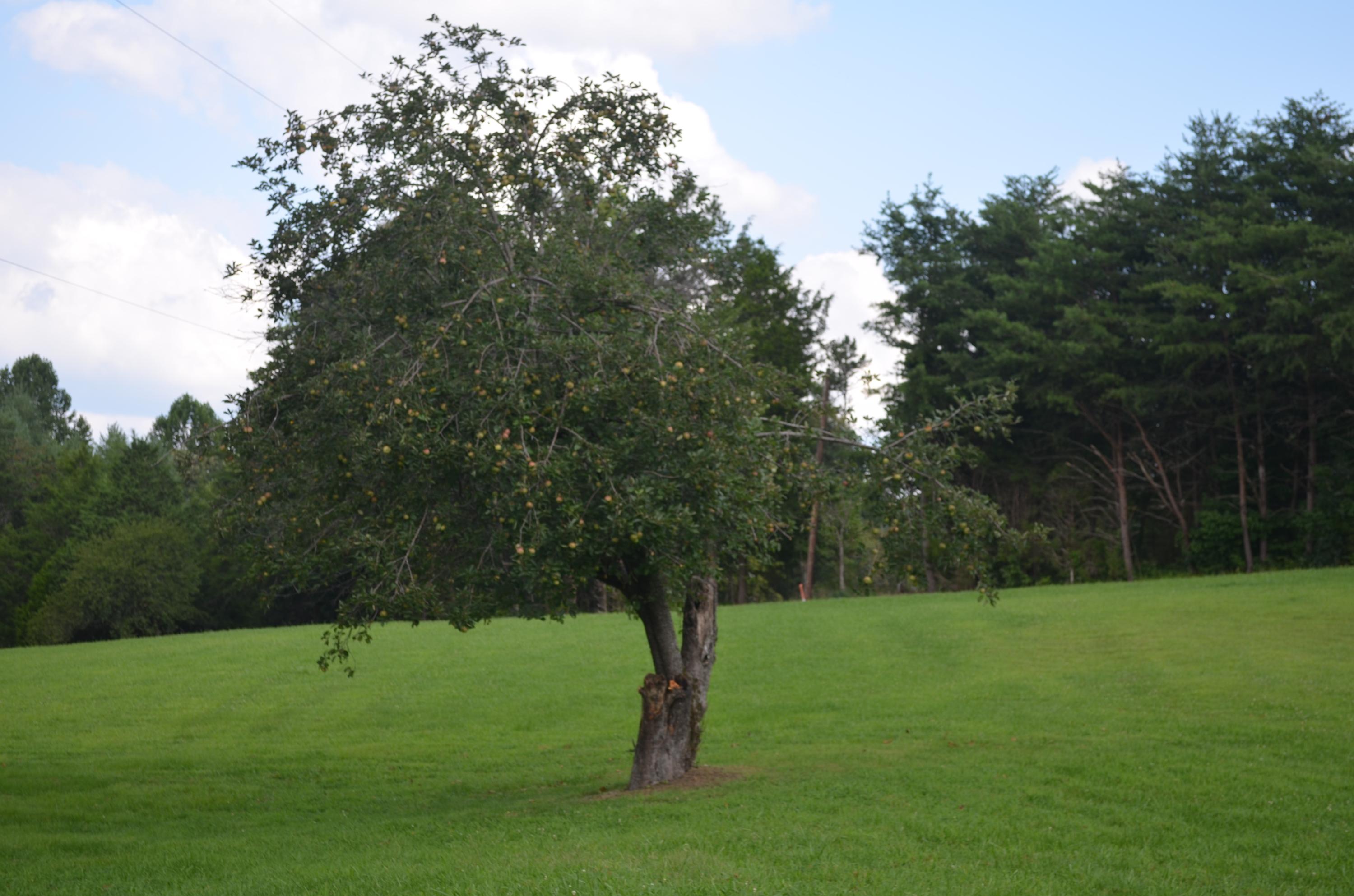 327 Pattie Gap Road Philadelphia, TN 37846 - Photo 15 of 15 Apple Tree