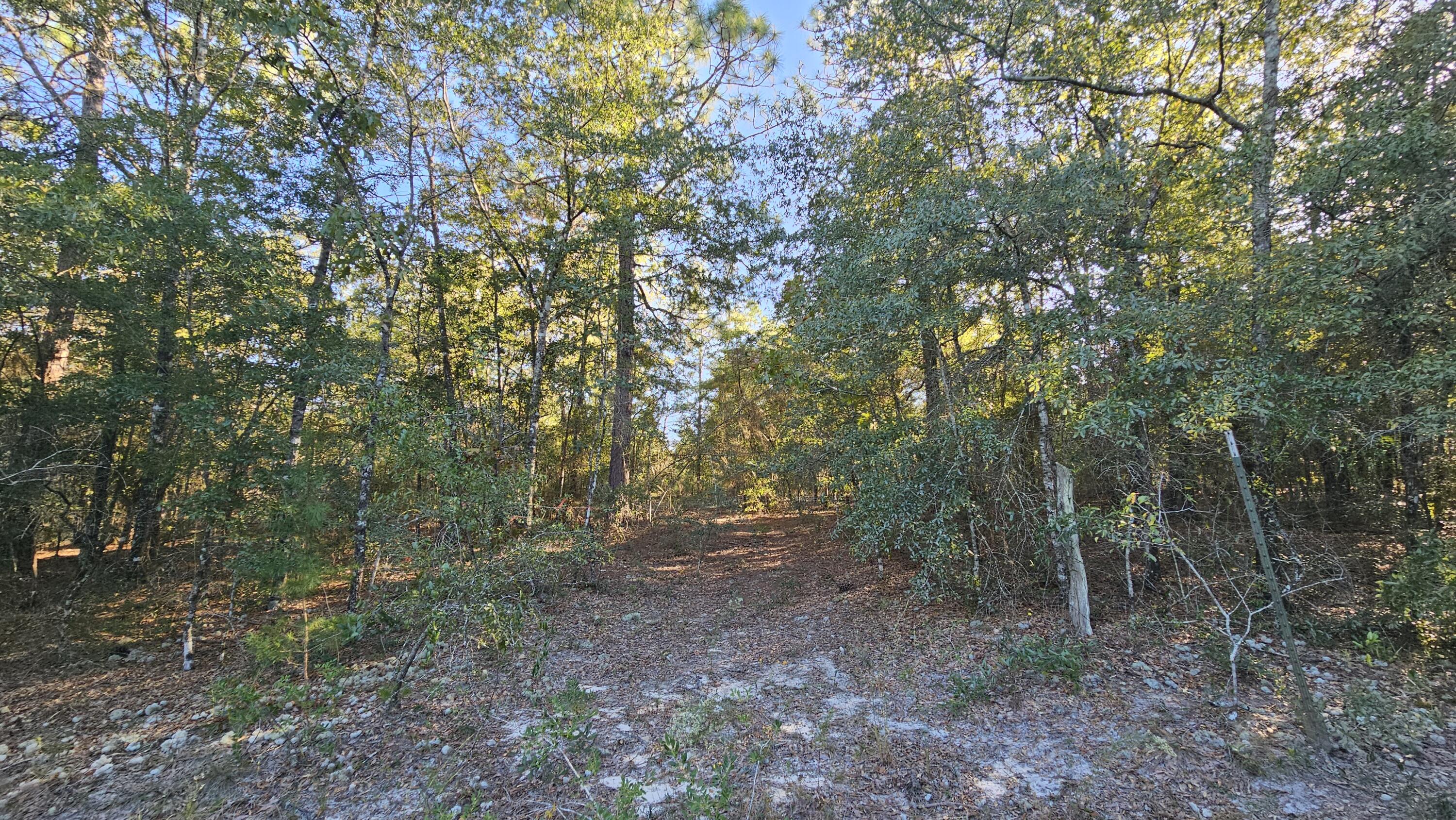 Tba Linda Lane DeFuniak Springs, FL 32433 - Photo 2 of 10 a view of a forest with trees in the background