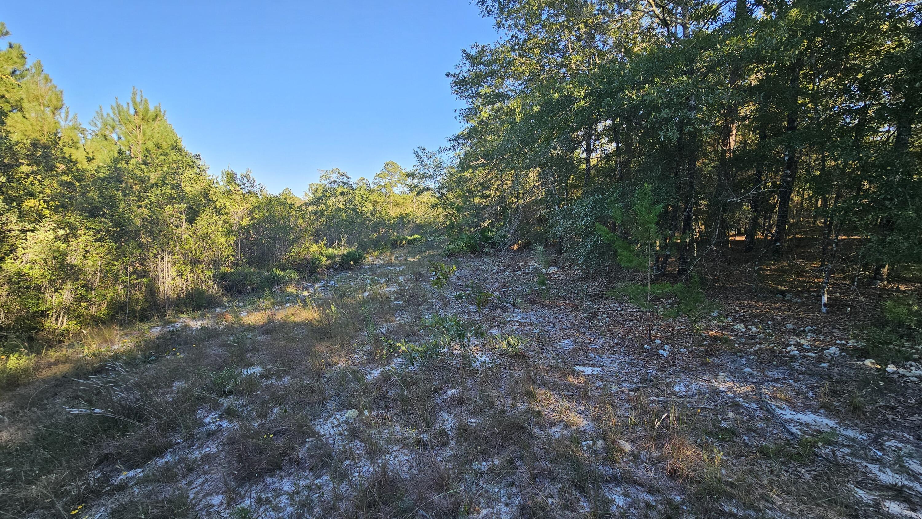 Tba Linda Lane DeFuniak Springs, FL 32433 - Photo 5 of 10 a view of a forest with trees in the background