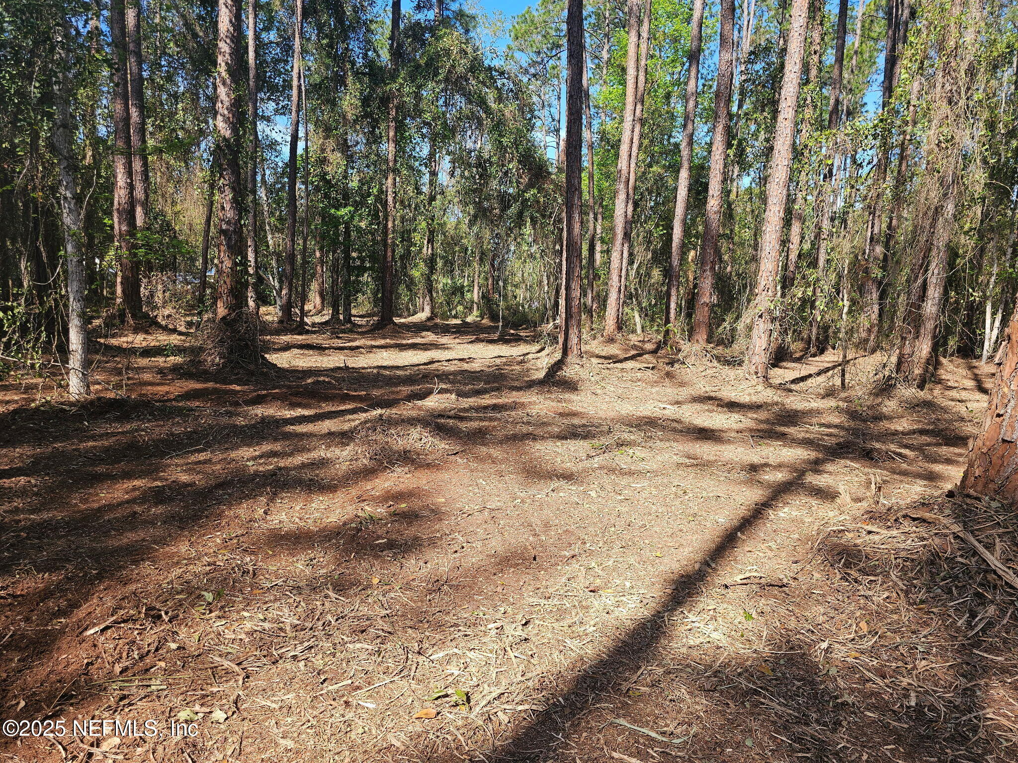 102 Georgetown Point Road Georgetown, FL 32139 - Photo 5 of 13 102 GT Point Rd 4