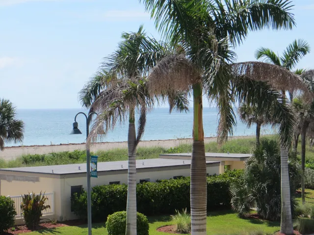 a view of a palm tree next to a building