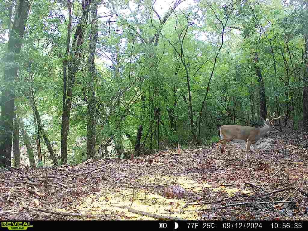 202-acres Columbus Holley Road Samson, AL 36477 - Photo 29 of 50