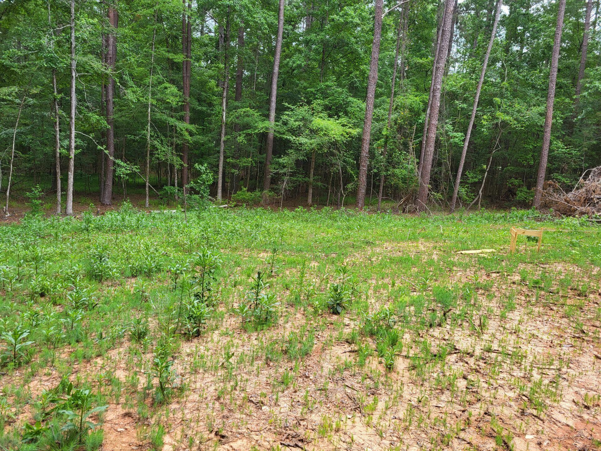 0 Bordeaux Road McCormick, SC 29835 - Photo 3 of 13