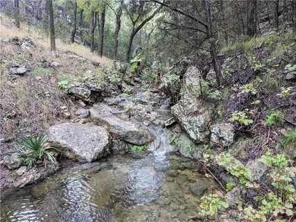 a view of a yard with plants and trees