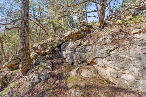 a view of a yard with a tree