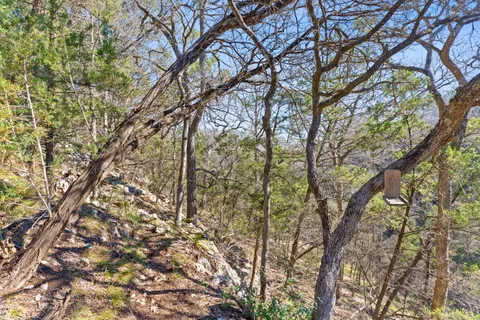 a view of a forest with large trees