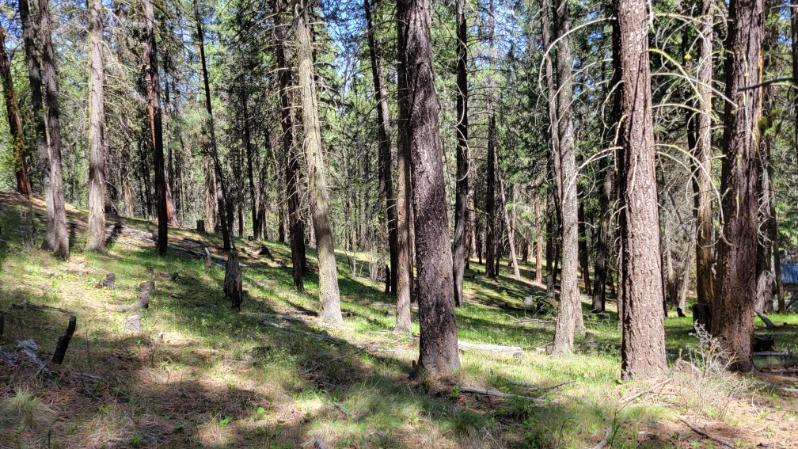 1315 Lofton Creek Road Prineville, OR 97754 - Photo 29 of 61 image000001 (4)