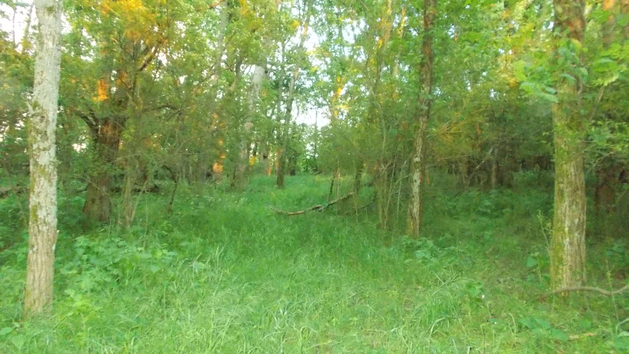 1905 Sims Road Culleoka, TN 38451 - Photo 17 of 22 Gallery Image 17