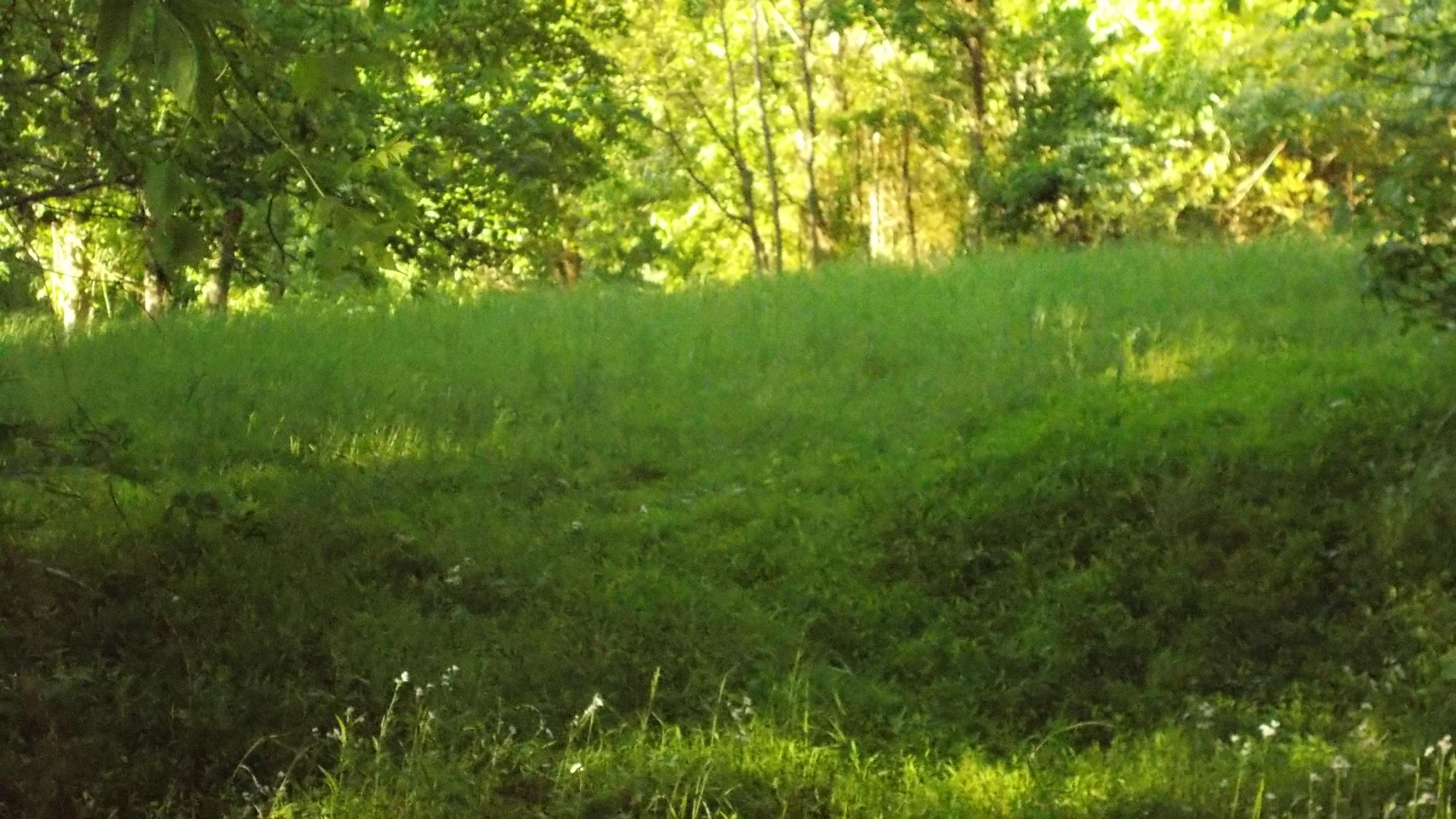 1905 Sims Road Culleoka, TN 38451 - Photo 21 of 22 Gallery Image 21