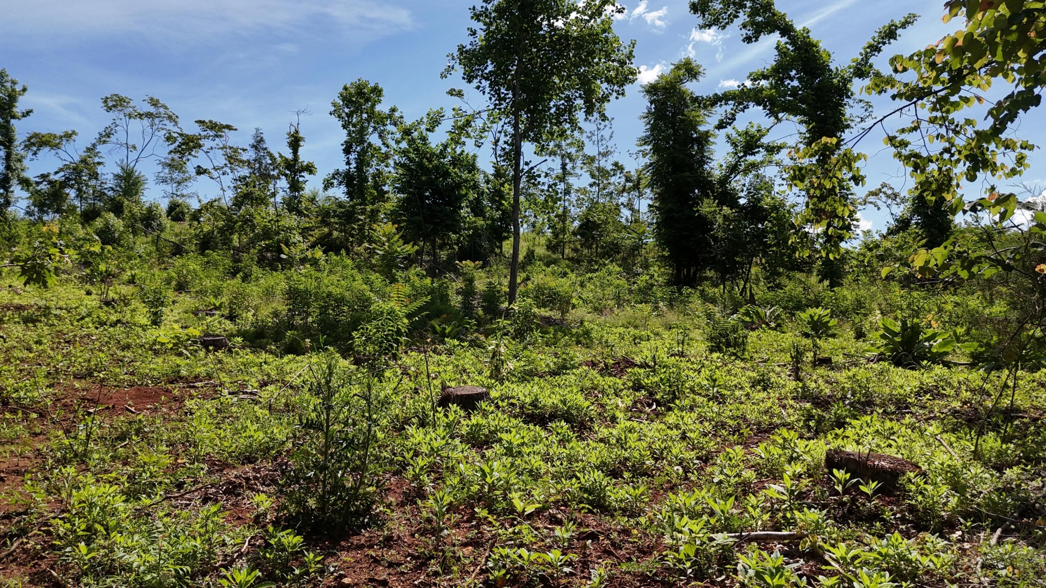 4 Lamontville Road Calhoun, TN 37309 - Photo 3 of 11 a view of a forest with a tree