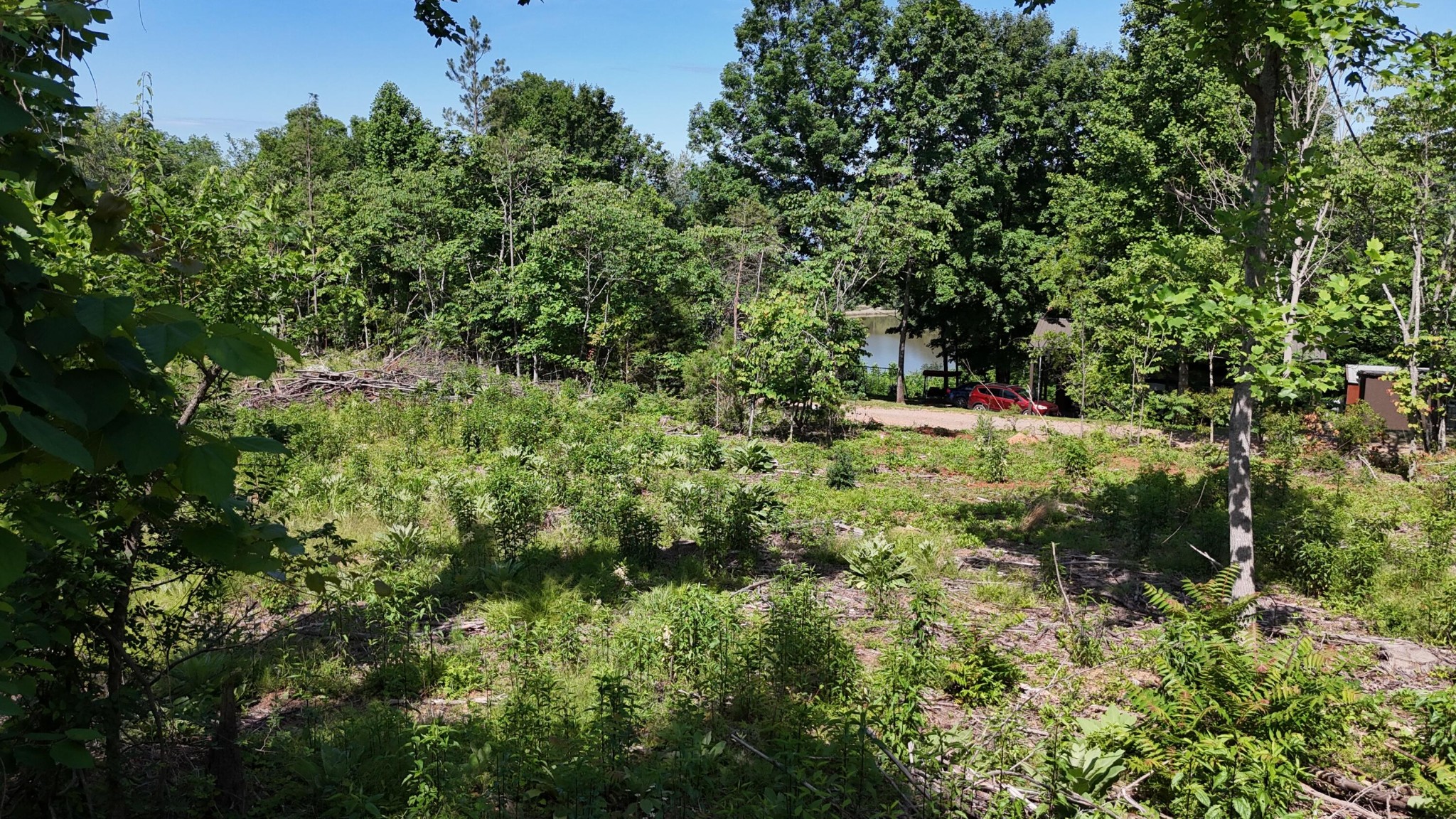 4 Lamontville Road Calhoun, TN 37309 - Photo 4 of 11 a view of a lush green forest