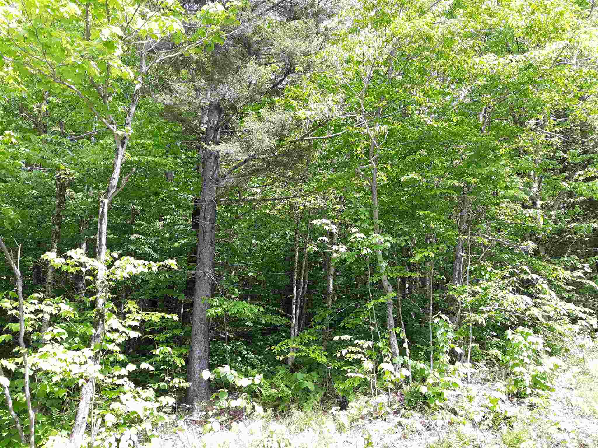 0 Oberdorf Road, Unit 184 Readsboro, VT 05350 - Photo 3 of 6 Gallery Image 3