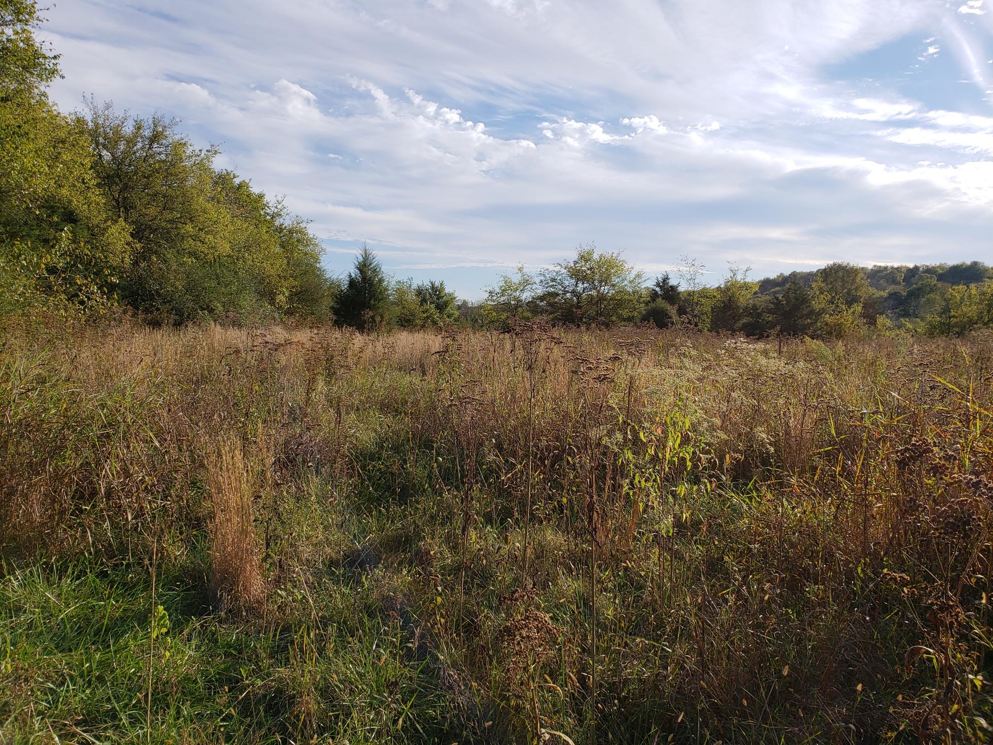 91 March Mill Road Fayetteville, TN 37334 - Photo 12 of 18 Lush pasture grass waiting to come through once brush hogged.