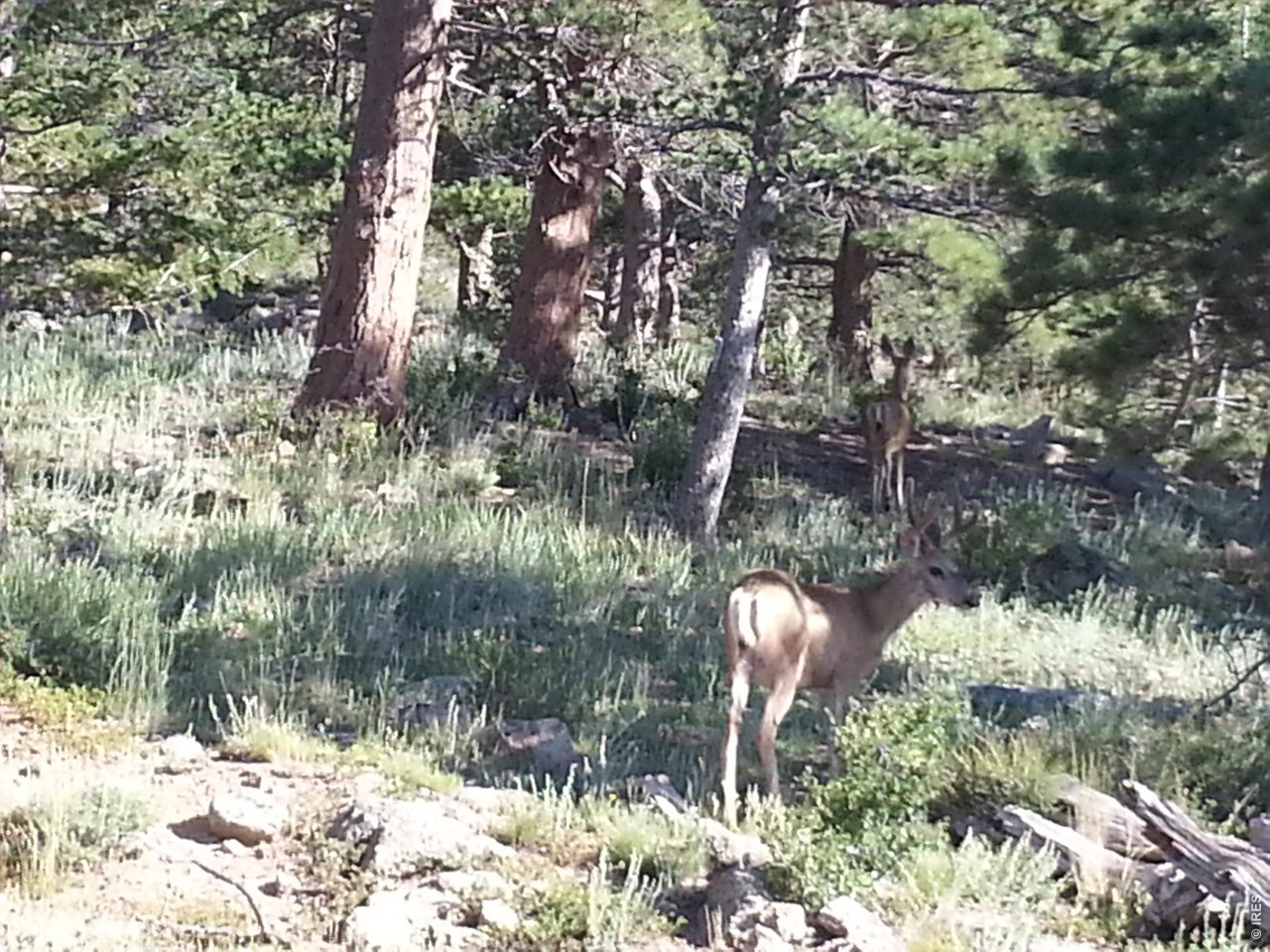 231 Modoc Court Red Feather Lakes, CO 80545 - Photo 29 of 41