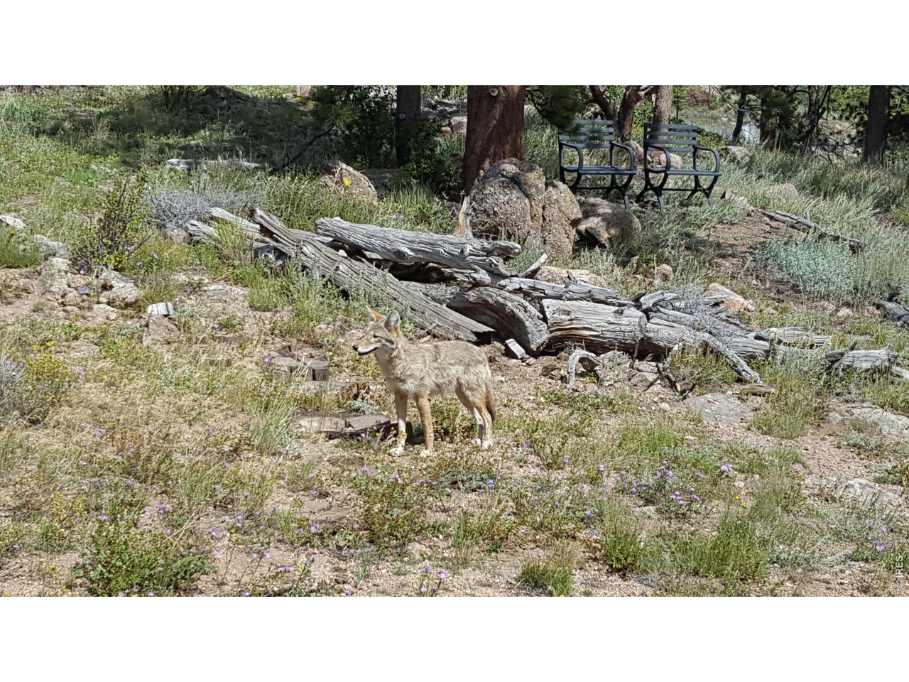 231 Modoc Court Red Feather Lakes, CO 80545 - Photo 34 of 41