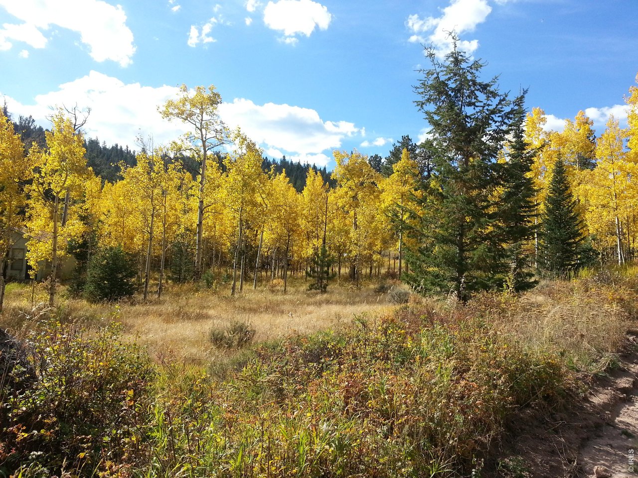 231 Modoc Court Red Feather Lakes, CO 80545 - Photo 37 of 41