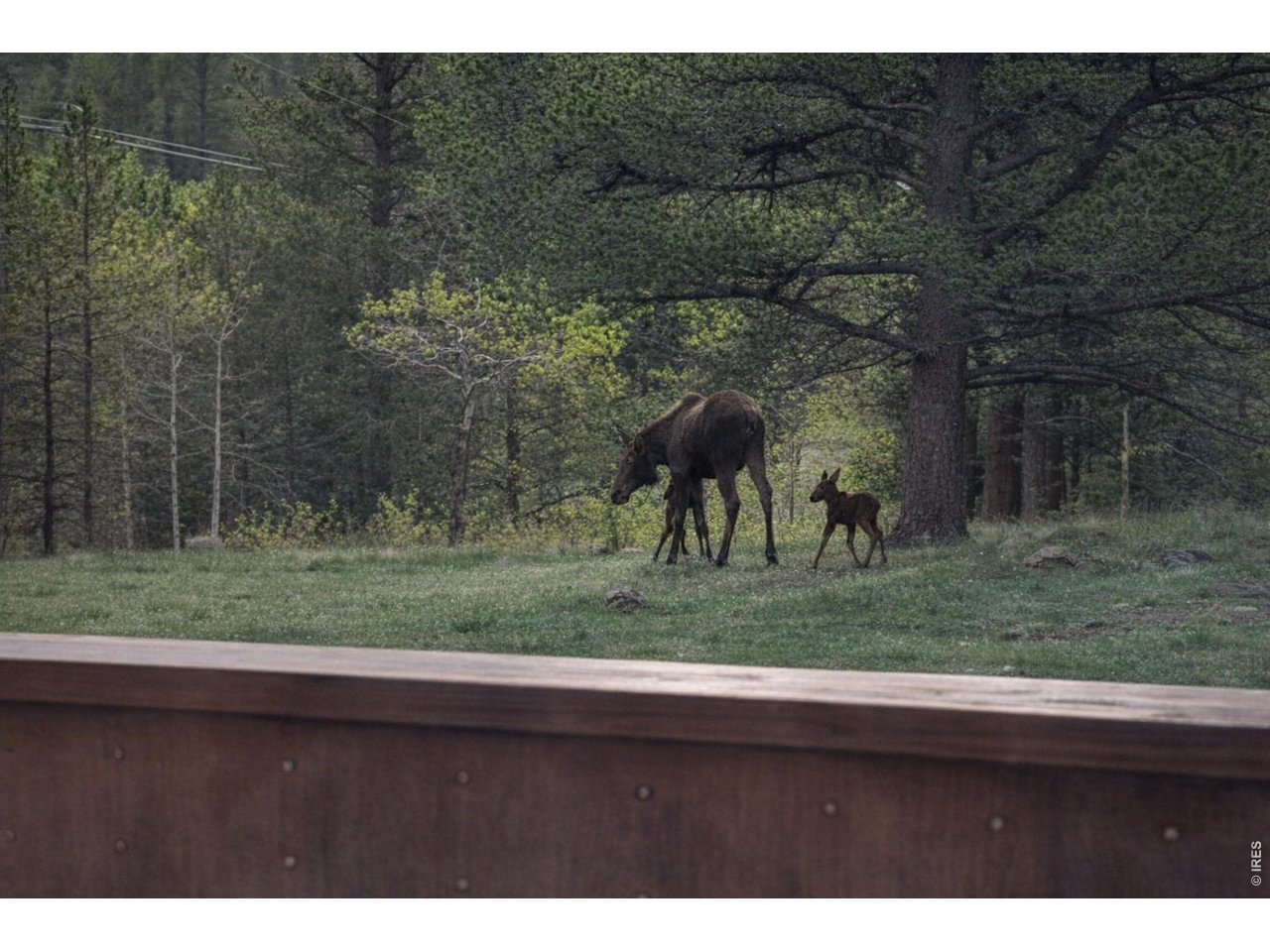 231 Modoc Court Red Feather Lakes, CO 80545 - Photo 4 of 41