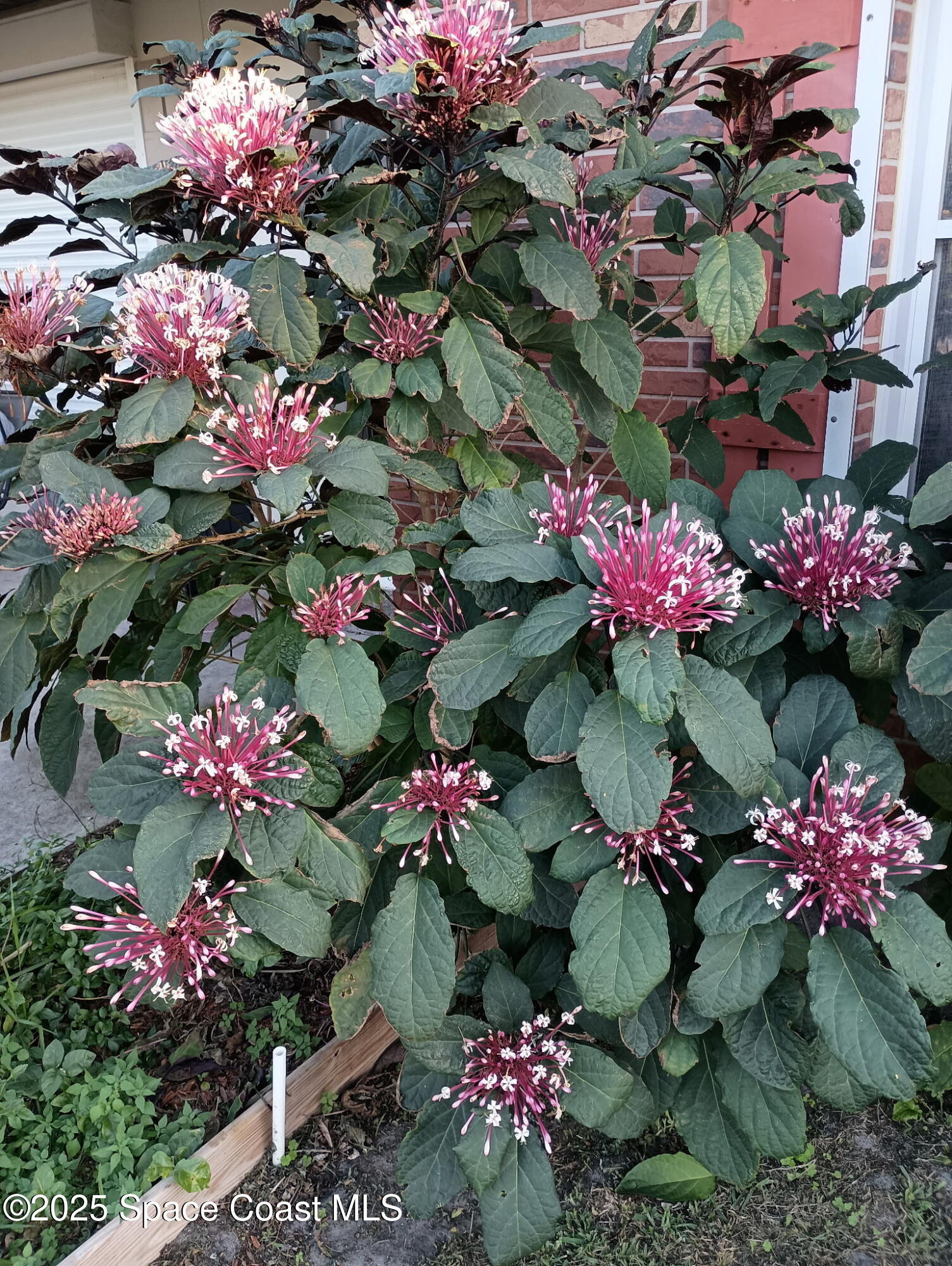 355 Jackson Avenue Satellite Beach, FL 32937 - Photo 27 of 37 1379910861882124094