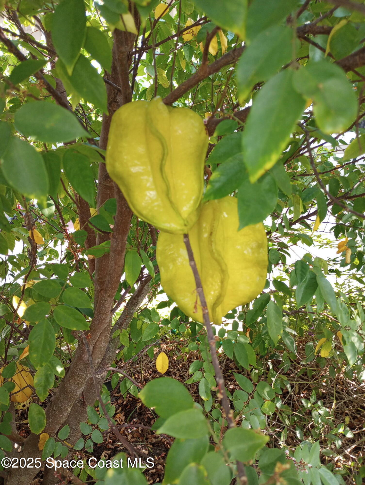 355 Jackson Avenue Satellite Beach, FL 32937 - Photo 28 of 37 3622133292375509212