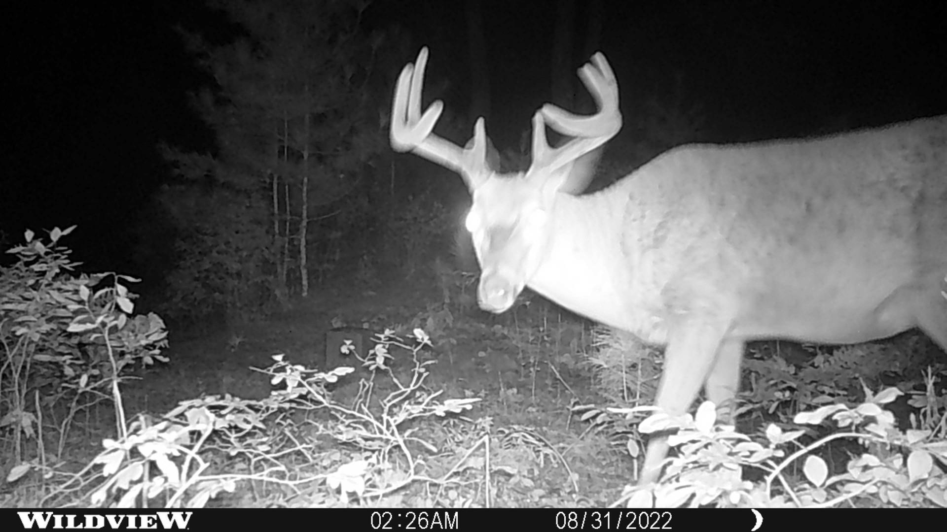 0 East Sugar River Road Alger, MI 48610 - Photo 9 of 12 Gallery Image 9