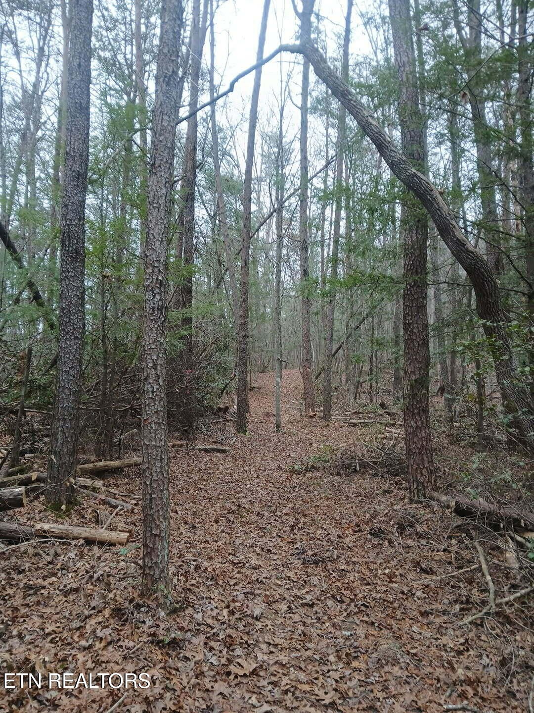 0 Wild Magnolia Jamestown, TN 38556 - Photo 11 of 27 a view of a forest with trees