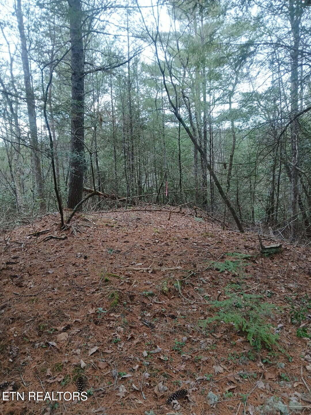 0 Wild Magnolia Jamestown, TN 38556 - Photo 12 of 27 a big yard with lots of green space