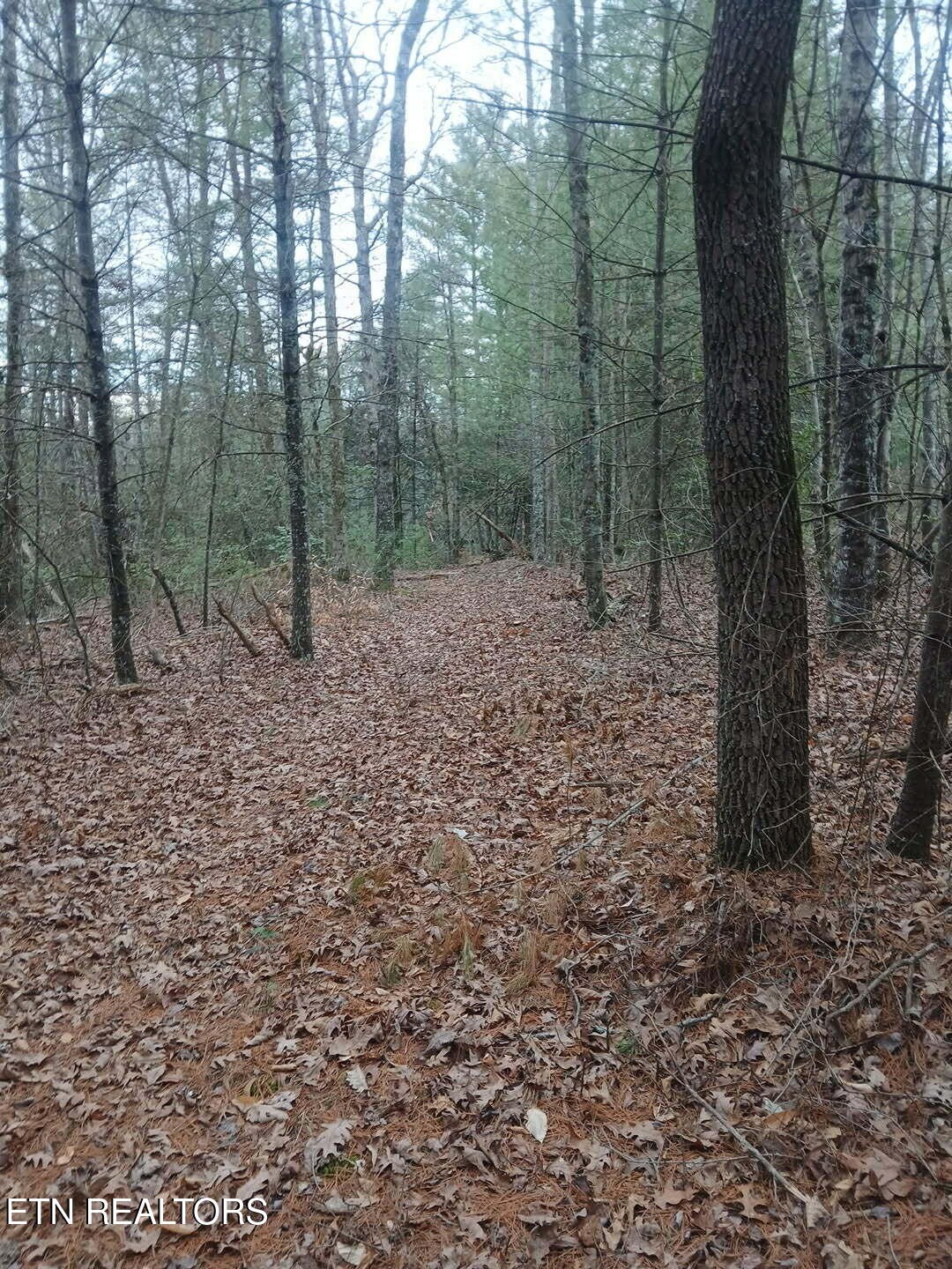 0 Wild Magnolia Jamestown, TN 38556 - Photo 13 of 27 a view of a forest with trees