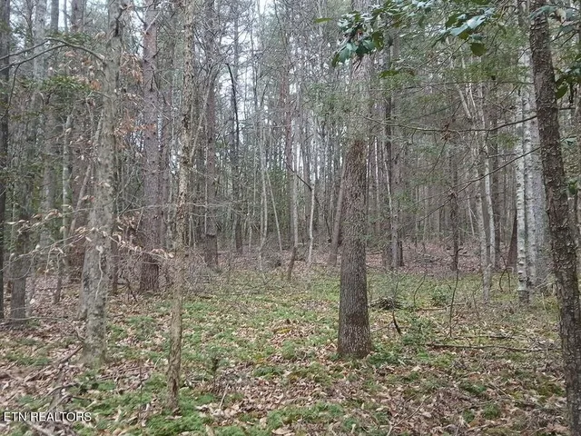 a view of a forest with a tree in the background