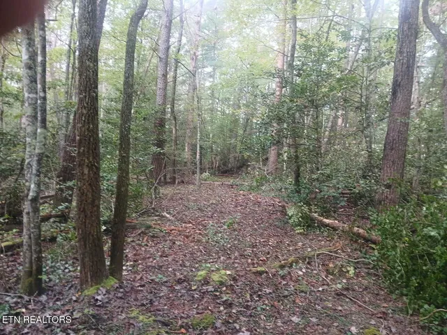 a view of a forest with trees in the background