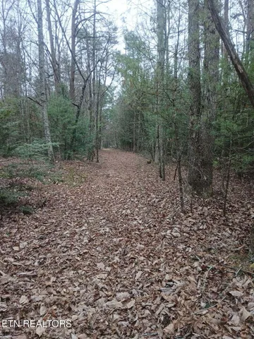 a view of a yard with a trees