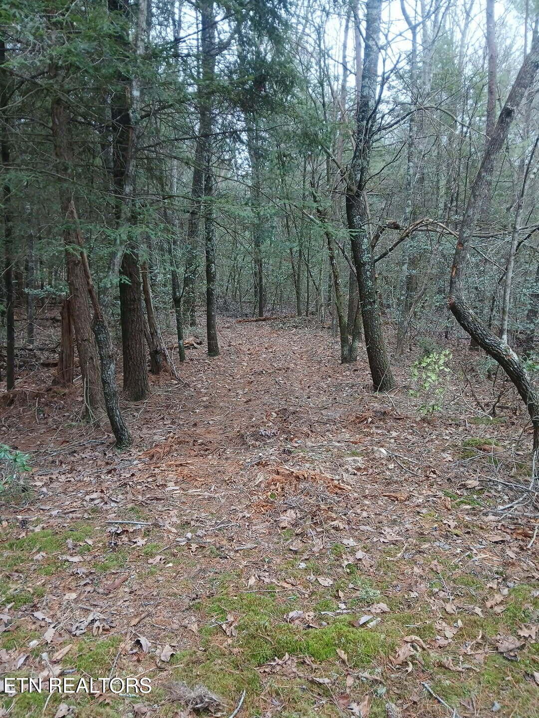 0 Wild Magnolia Jamestown, TN 38556 - Photo 20 of 27 a view of a forest filled with trees