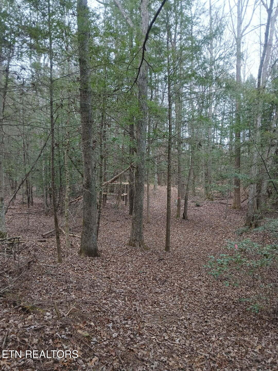 0 Wild Magnolia Jamestown, TN 38556 - Photo 21 of 27 a view of a forest with trees in the background