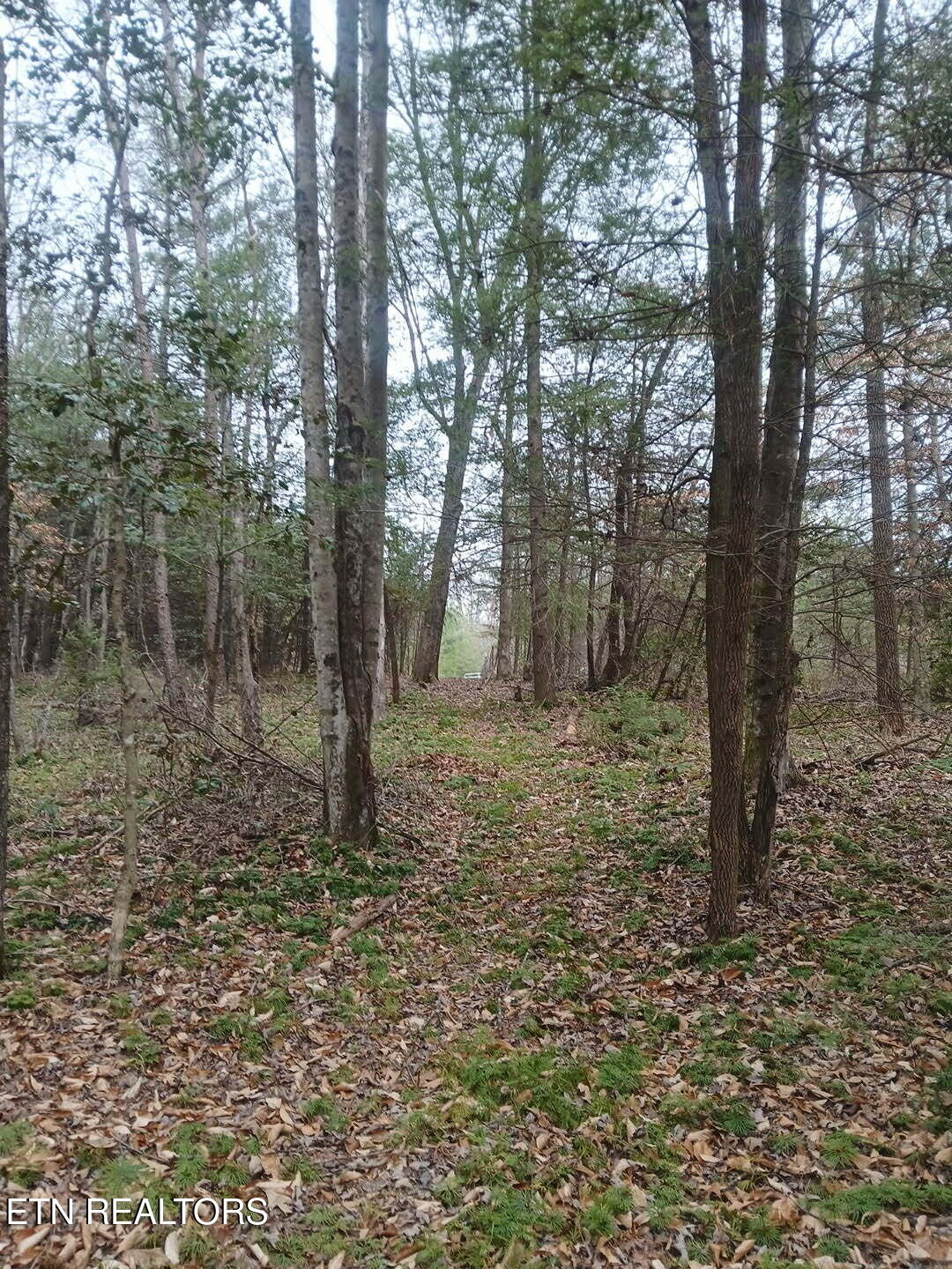 0 Wild Magnolia Jamestown, TN 38556 - Photo 22 of 27 a backyard of a house with lots of green space